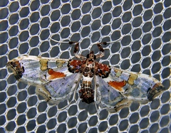 Neoleucinodes