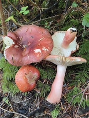 Russula americana