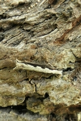 Erechthias fulguritella