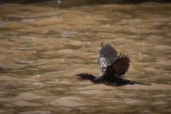 Microcarbo africanus
