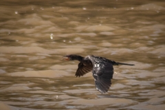 Microcarbo africanus