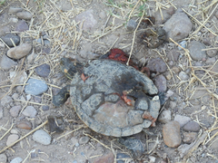 Trachemys hartwegi