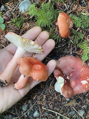 Russula americana