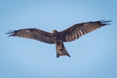 Milvus migrans parasitus