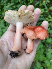 Russula americana
