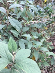 Varronia cylindrostachya