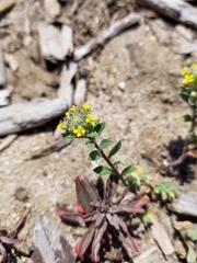 Alyssum desertorum