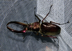 Sphaenognathus giganteus