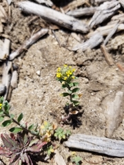 Alyssum desertorum