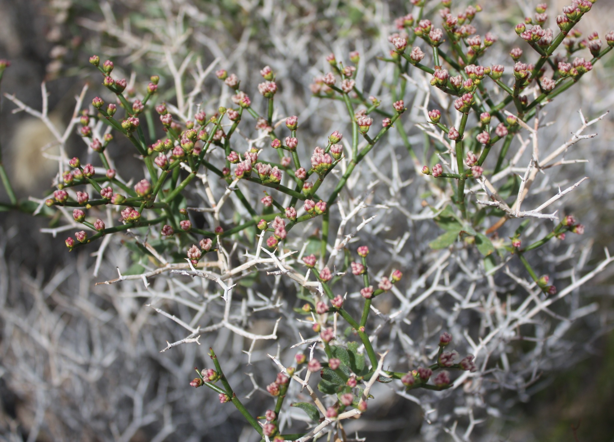 Eriogonum heermannii var. subspinosum