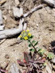Alyssum desertorum