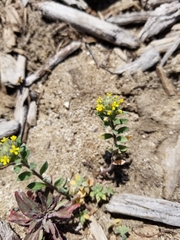 Alyssum desertorum