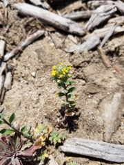 Alyssum desertorum