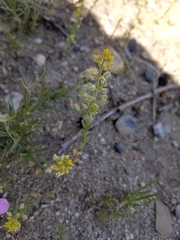 Alyssum desertorum