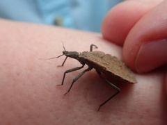 Triatoma