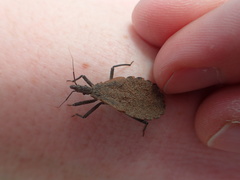 Triatoma