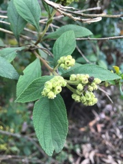 Varronia cylindrostachya