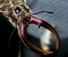 Sphaenognathus giganteus