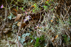 Clinopodium tomentosum