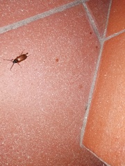 Cebrio brevicornis