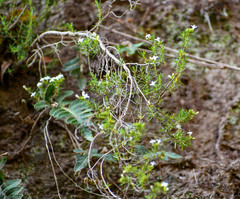 Arcytophyllum thymifolium