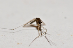 Anopheles franciscanus