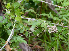 Rubus niveus