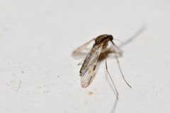 Anopheles franciscanus