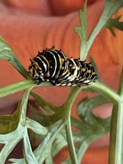 Papilio polyxenes