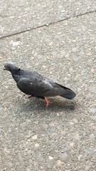 Columba livia domestica