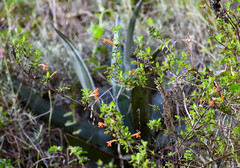 Clinopodium tomentosum