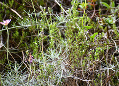 Arcytophyllum thymifolium