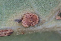 Neuroterus umbilicatus
