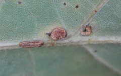 Neuroterus umbilicatus