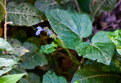 Salvia scutellarioides