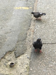 Columba livia domestica