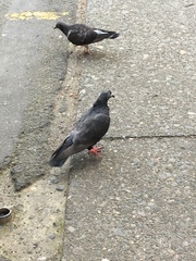 Columba livia domestica