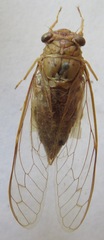 Dilobopyga operculata