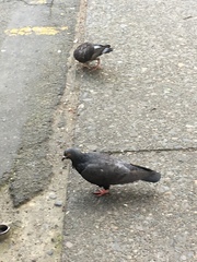 Columba livia domestica