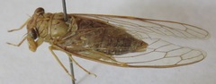 Dilobopyga operculata
