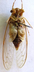 Dilobopyga operculata
