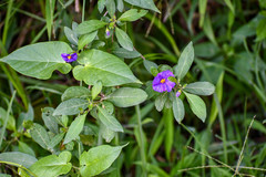 Lycianthes lycioides