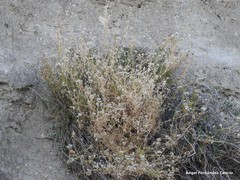 Gypsophila struthium