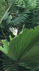 Ornithoptera