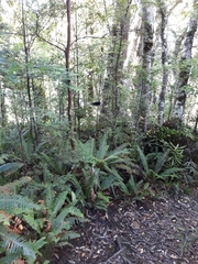 Petroica macrocephala