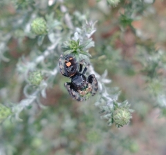 Phidippus audax