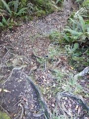 Petroica macrocephala