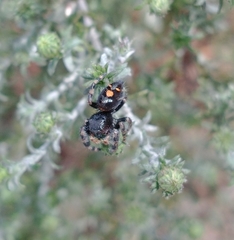 Phidippus audax