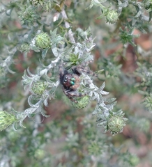 Phidippus audax