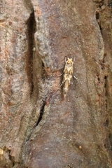 Dryadaula pactolia